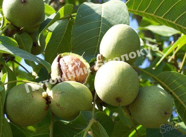 Грецкий орех Краснодарец