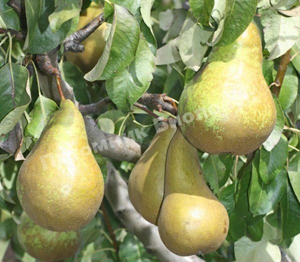 Груша колоновидная Найт Верт