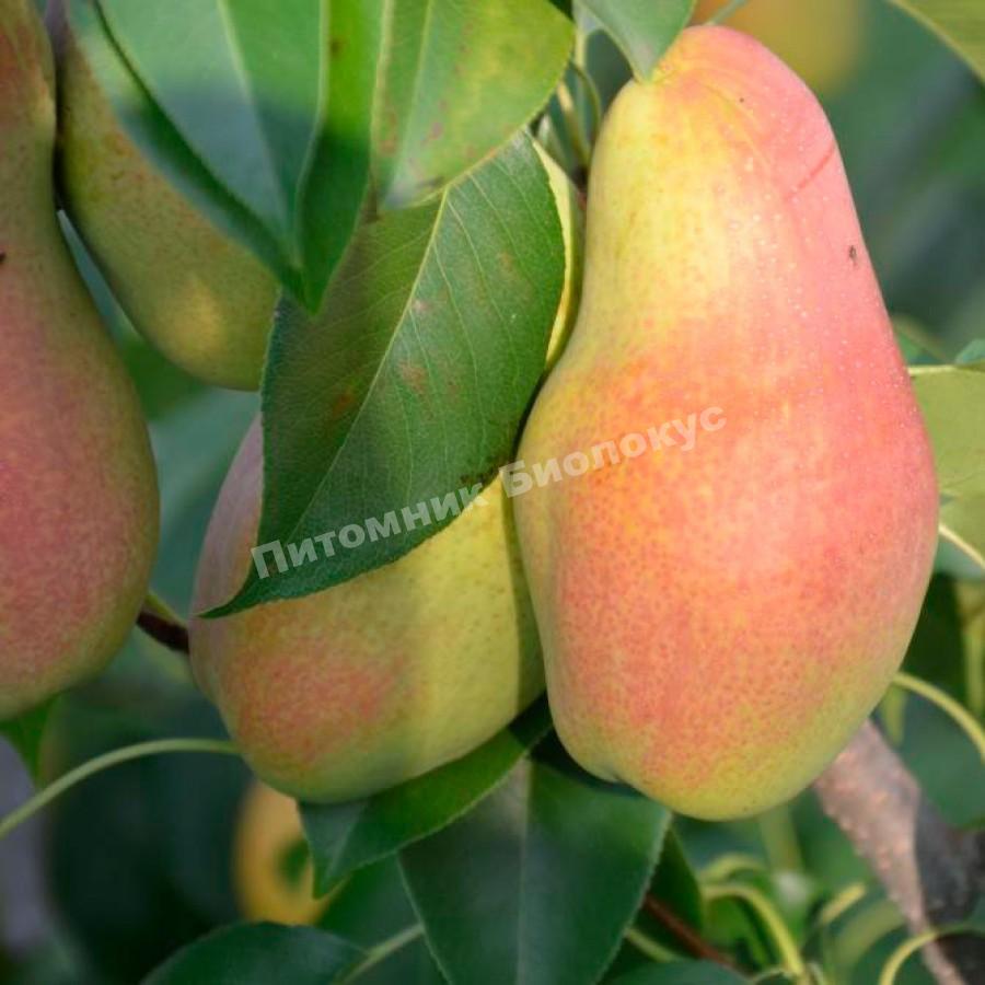 Груша колоновидная Талгарская