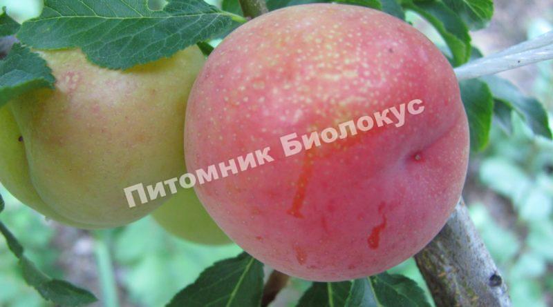 Алыча Евгения