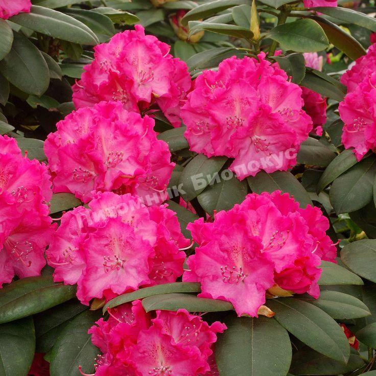 Рододендрон гибридный Германия