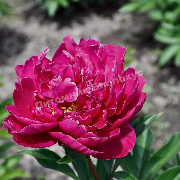 Пион травянистый Карл Розенфельд