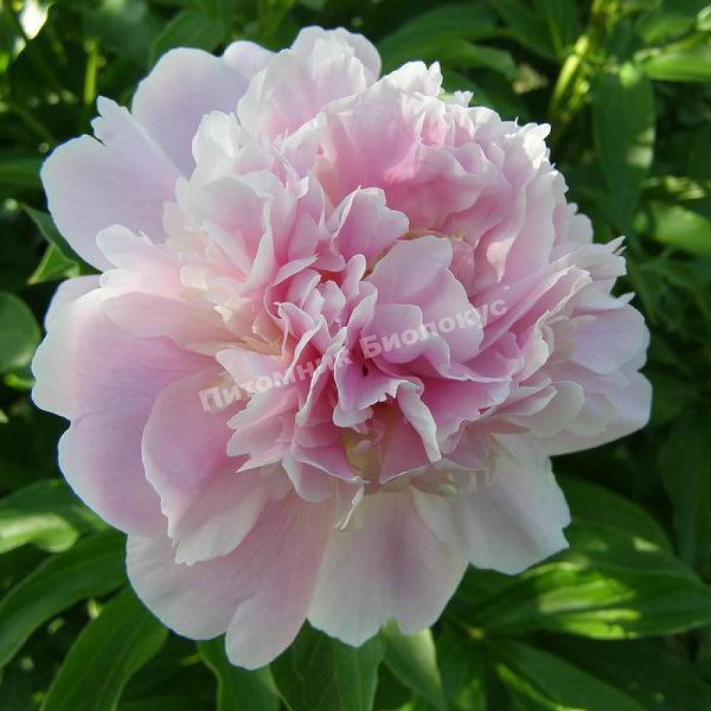 Пион травянистый Катерина Фонтейн