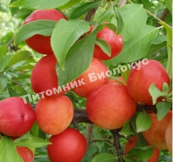 Алыча Пионерка