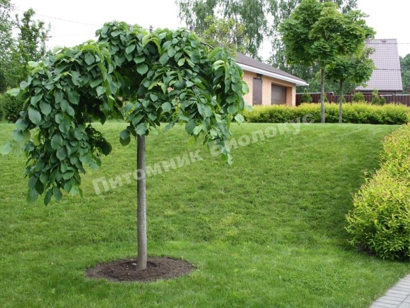 Вяз шершавый Кампердовнии