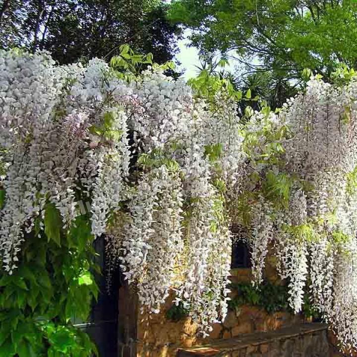 Глициния китайская Альба