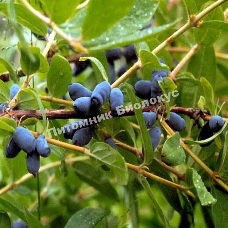 Жимолость Синичка