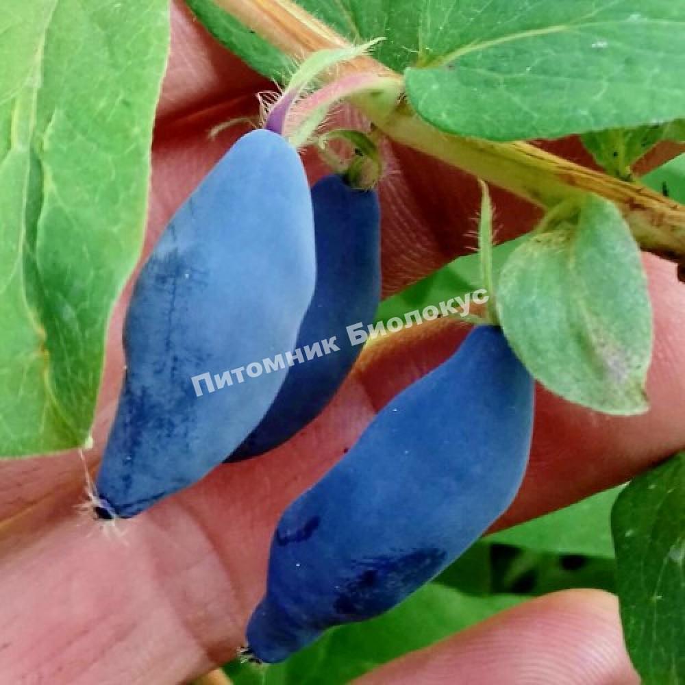 Жимолость Блю Банана