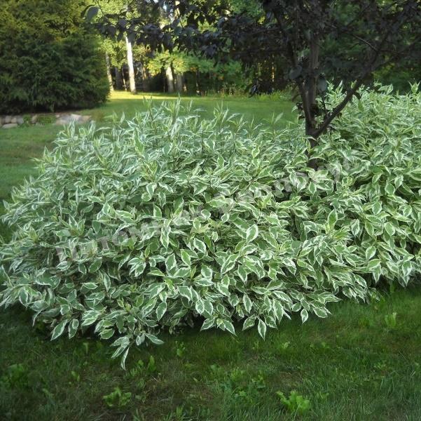 Дерен белый Сибирика Вариегата