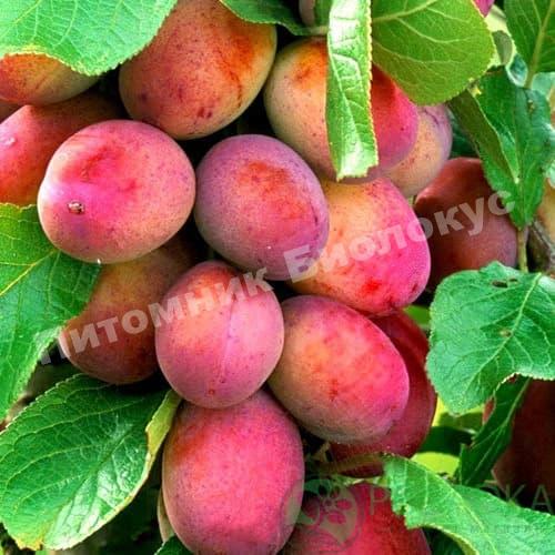 Слива колоновидная Империал