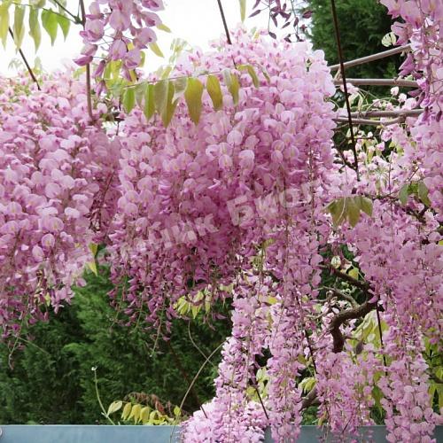 Глициния обильно цветущая Хонбени