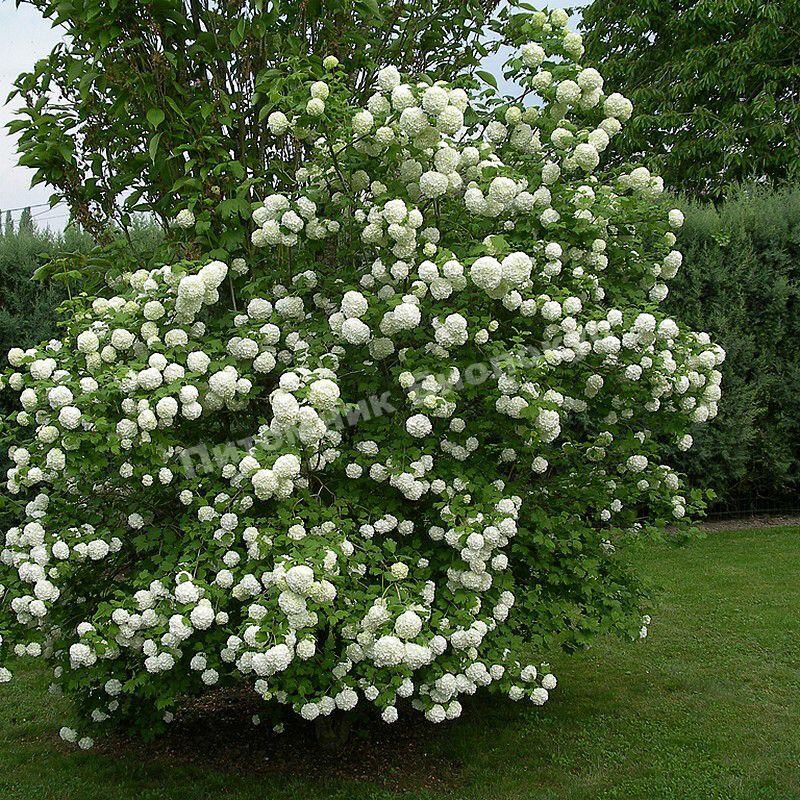 Калина обыкновенная Розеум