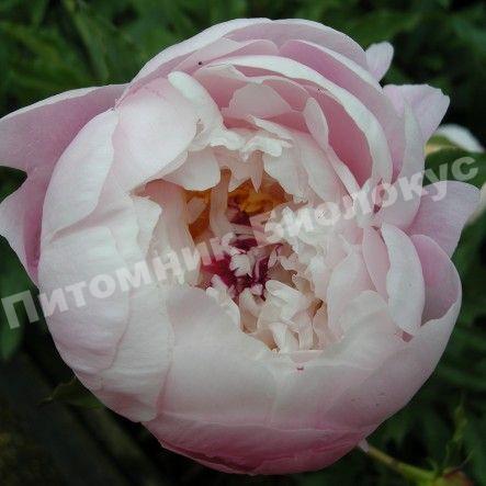 Пион травянистый Гардения
