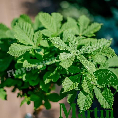 Каштан конский обыкновенный Мунстроза