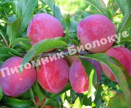 Алыча Жемчужина