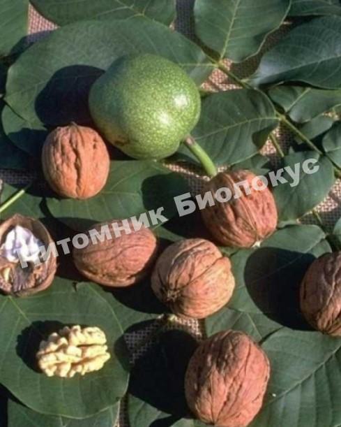 Грецкий орех Ронд де Монтиньяк