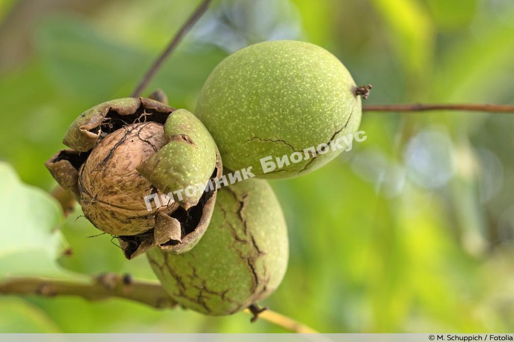 Грецкий орех Яровской
