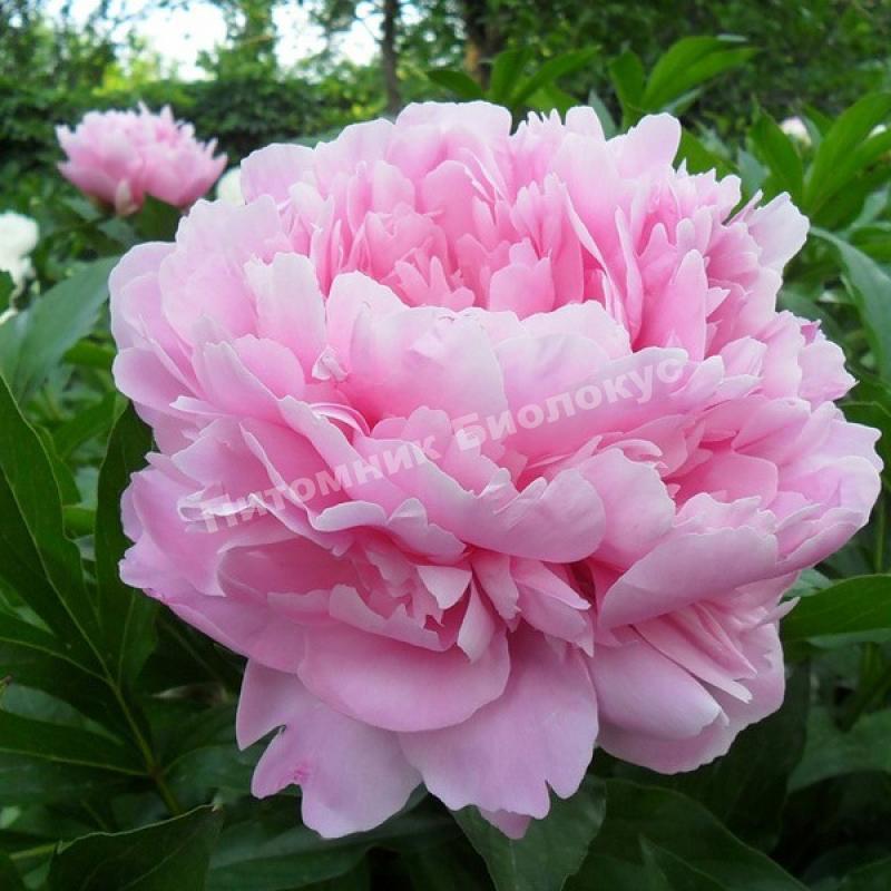 Пион травянистый Сара Бернар