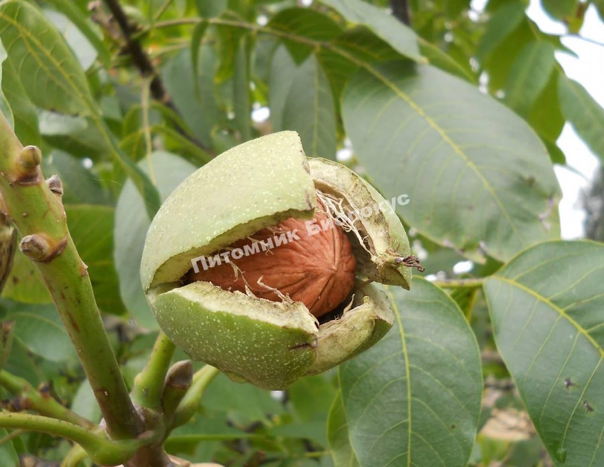 Грецкий орех Изящный