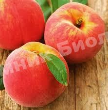 Персик колоновидный Золотой триумф
