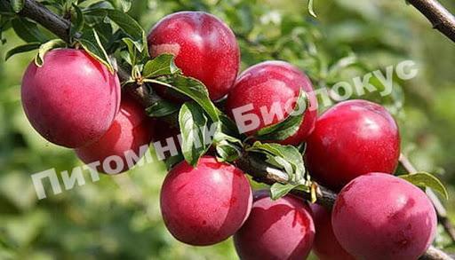 Алыча Несмеяна