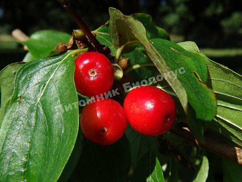 Кизил Голден Глори