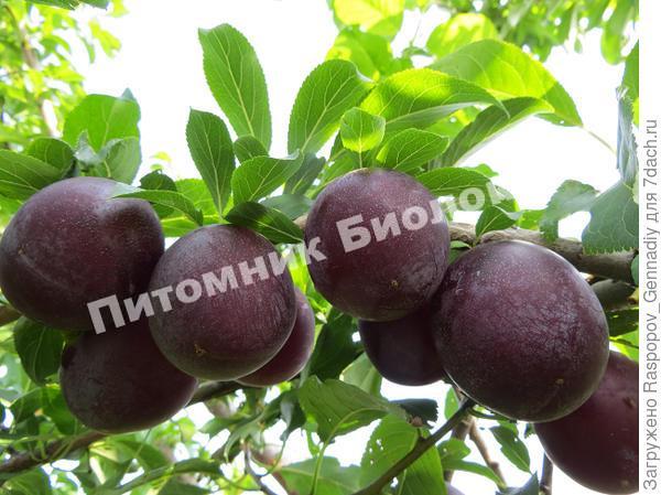 Алыча Фиолетовая десертная
