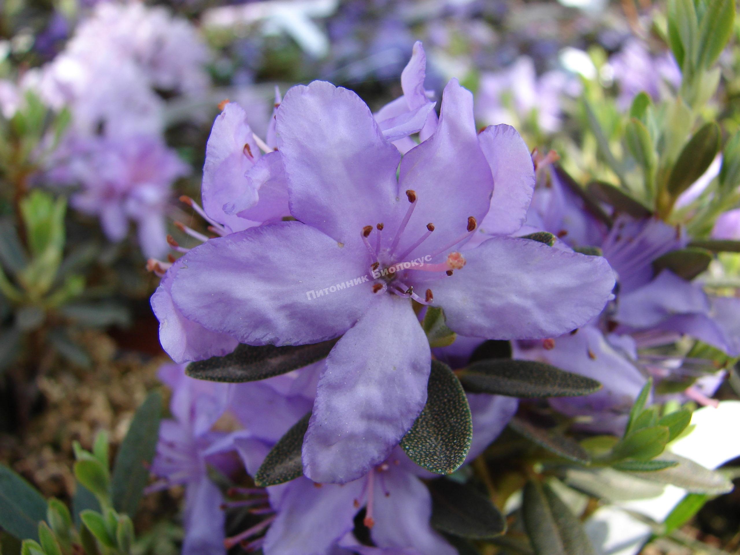 Рододендрон гибридный Крумлов