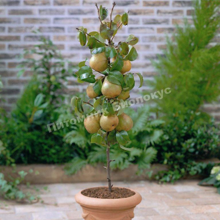 Груша колоновидная Сапфира