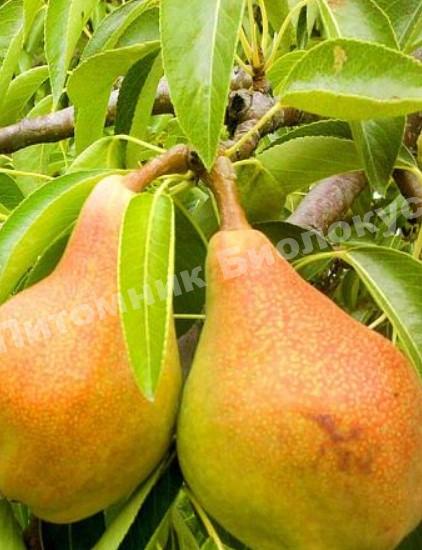 Груша колоновидная Москвичка