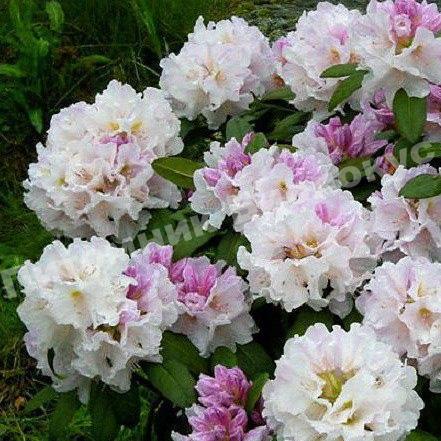 Рододендрон гибридный Эскимо