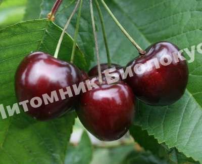 Черешня Ленинградская чёрная