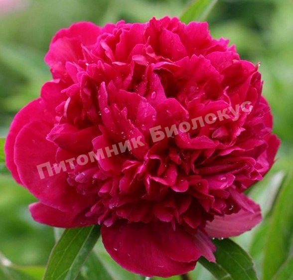 Пион травянистый Ред Сара Бернар