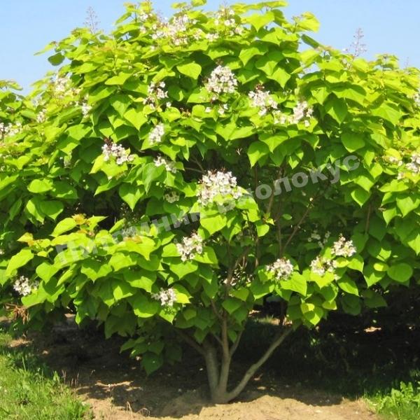 Катальпа бигнониевидная Аурея