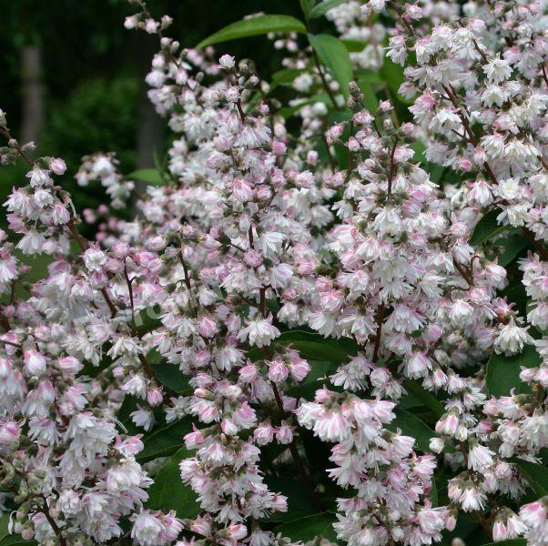 Дейция шершавая махровая