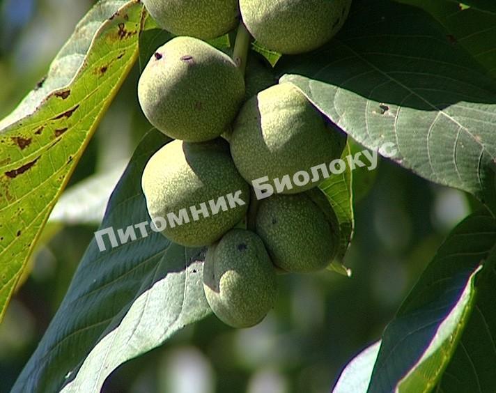 Грецкий орех Степной