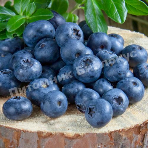 Голубика Биг Блю