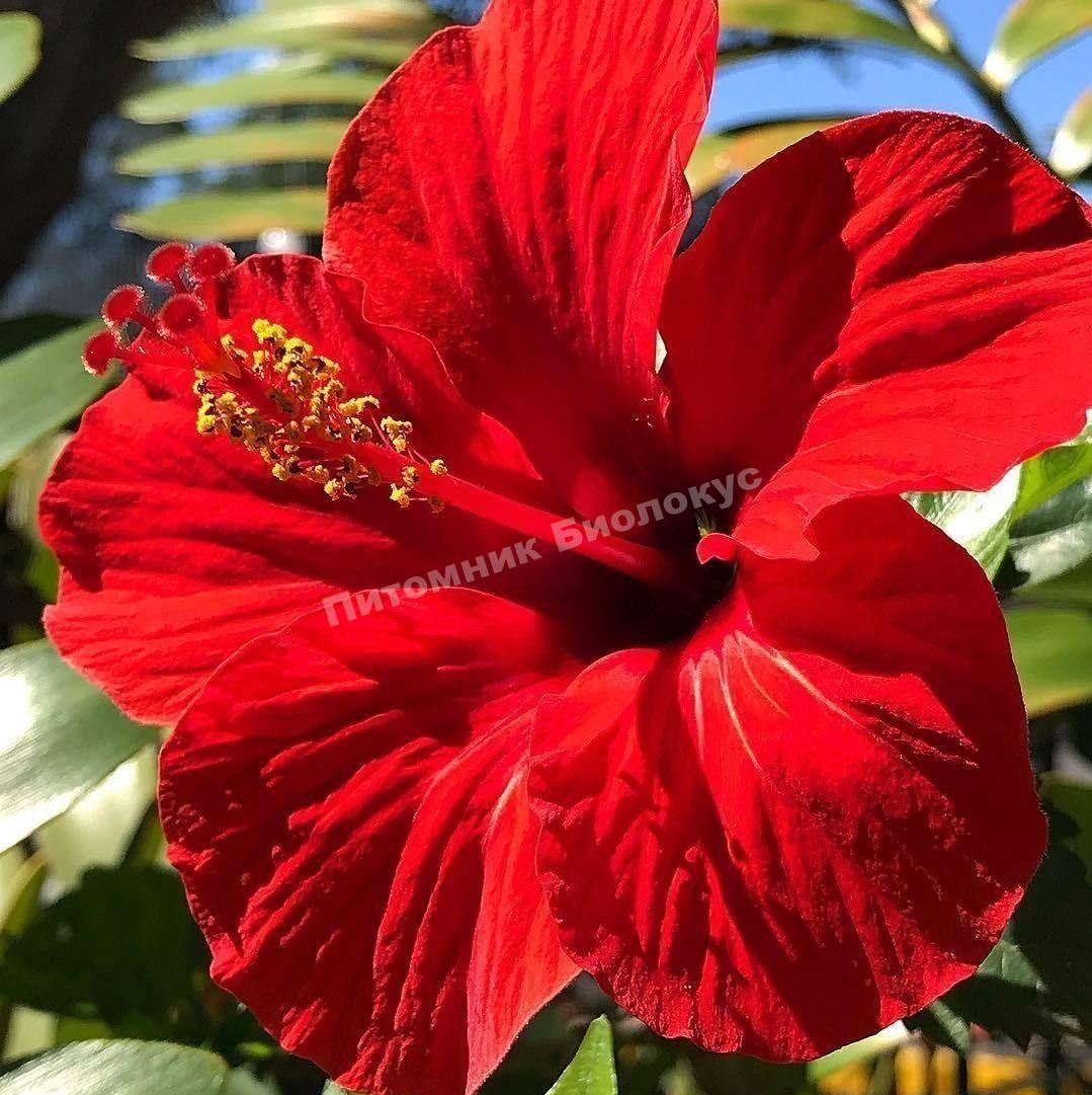 Гибискус Премьер Ред