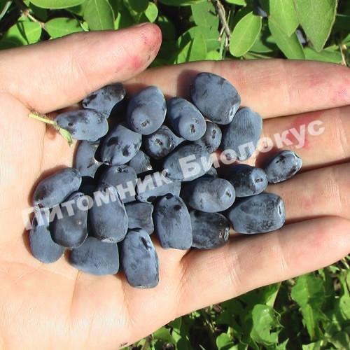 Жимолость Индиго Джем