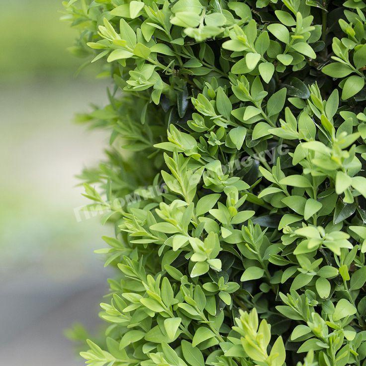 Барбарис Келерис