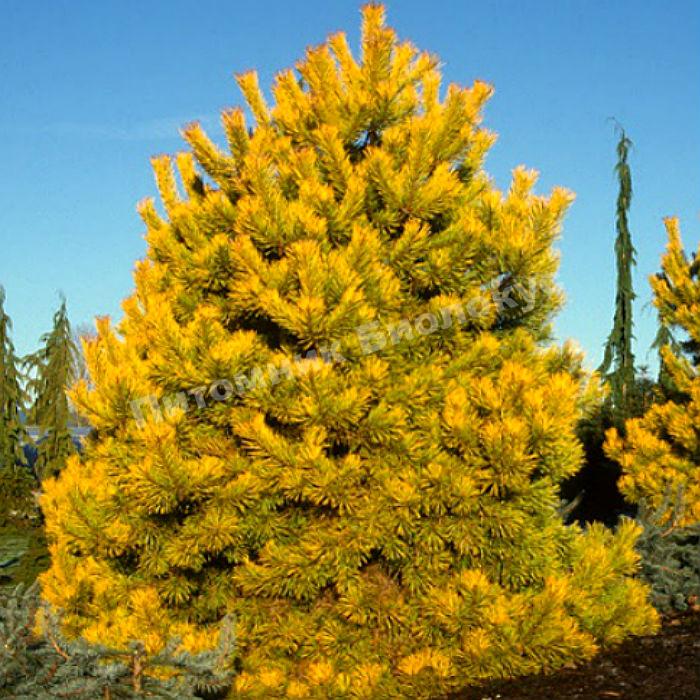 Сосна обыкновенная Ауреа