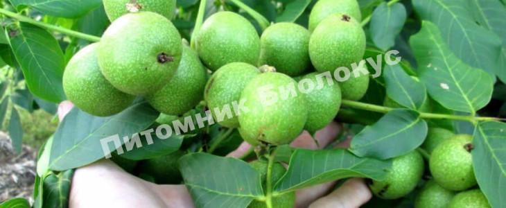 Грецкий орех Кишиневский