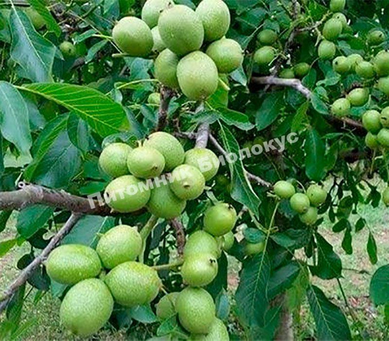 Грецкий орех Иван Багряный