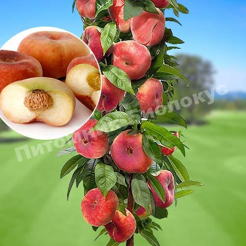 Персик колоновидный Инжирный