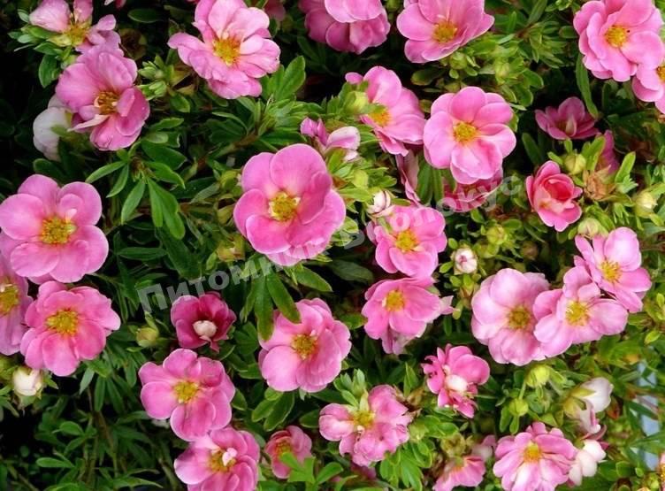 Лапчатка кустарниковая Пинк Пэрэдайз