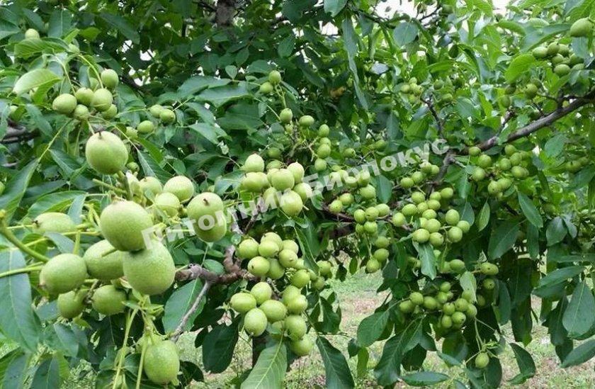 Грецкий орех Краснодарский скороплодный