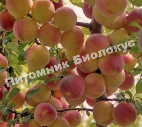 Алыча Ветразь