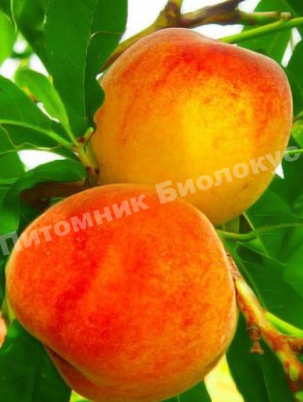 Персик колоновидный Кулон