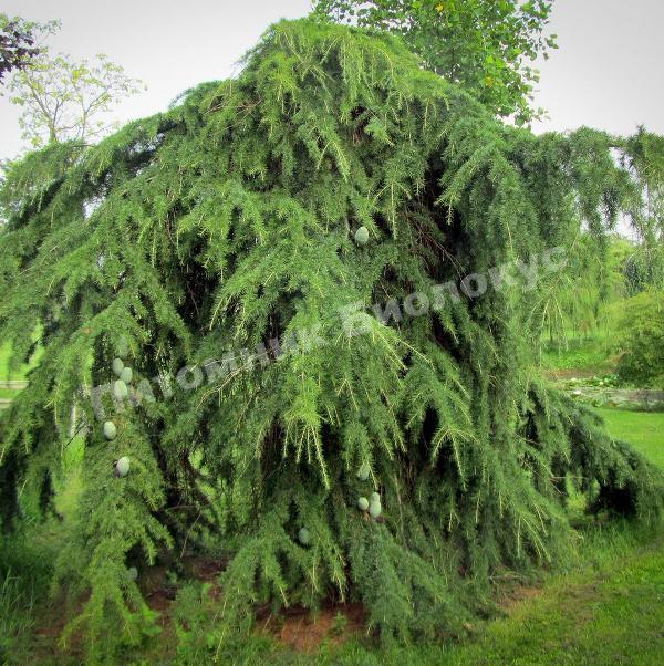 Кедр гималайский Пендула