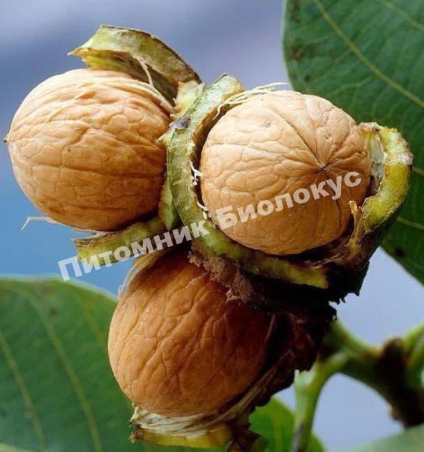 Грецкий орех Прикарпатский